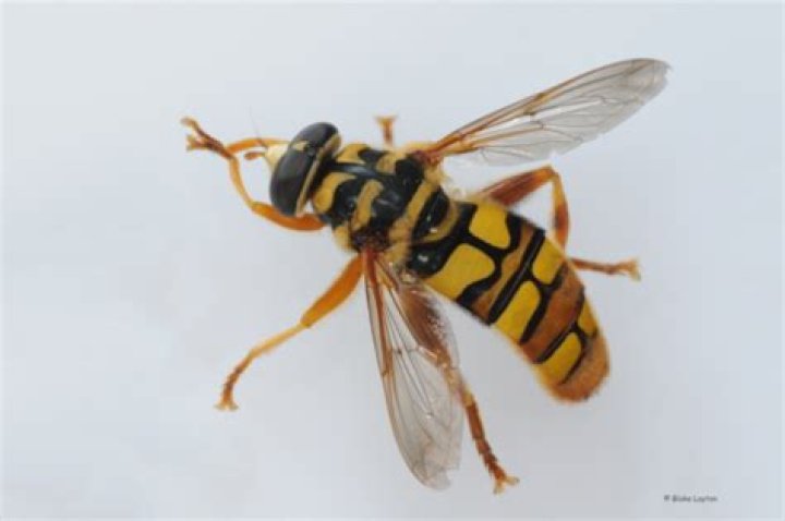 Yellowjacket Hover Fly, Vol. 7, No. 20