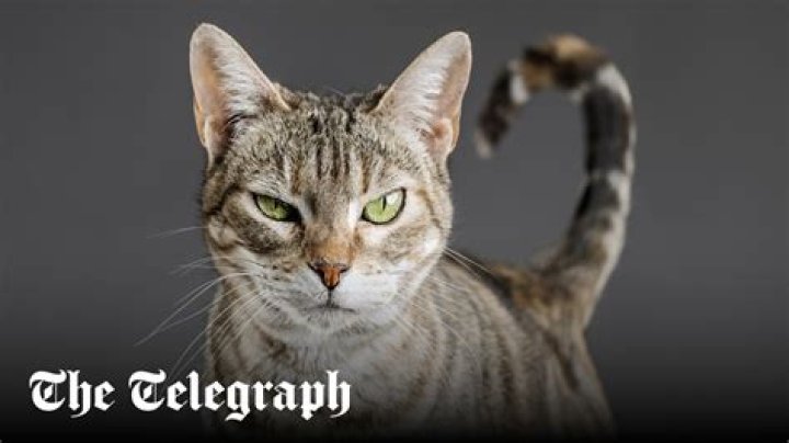 Your cat knows when you’re talking to it, it’s just ignoring you