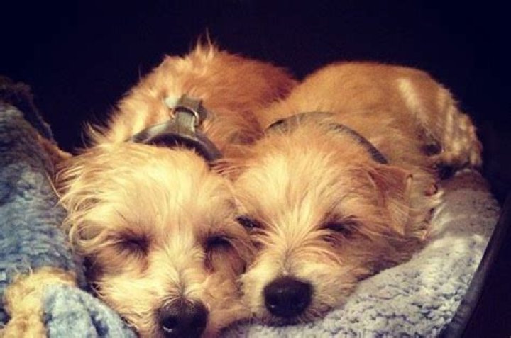 Zooey Deschanel Adopted Puppies, and Awwwwww